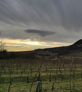 Trio Winery