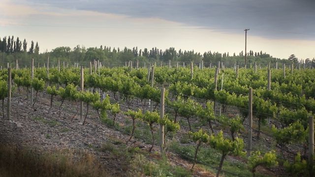 Bodega Aniello