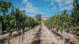 Rheinhessen's Neverland Wine Adventure