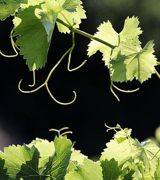 Passeggiata del viticoltore - Degustazione di vini e visita al castello di Fourques
