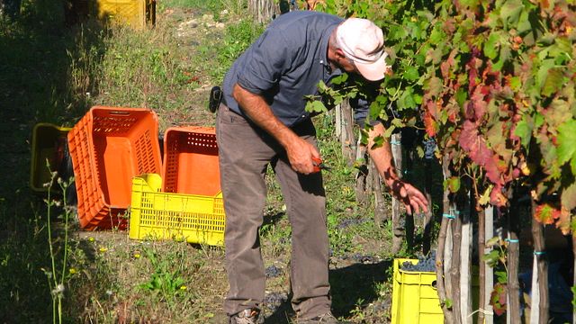 Dégustation et visite de vins chez Stefania Barbot