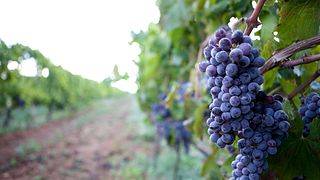 Vigna di Pettineo