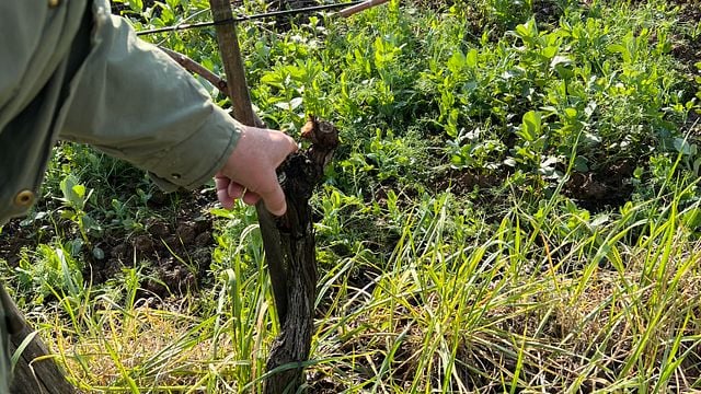 Cata de vinos biodinámicos/naturales