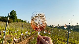 Dégustation et visite de vins populaires chez Bonzano Vini
