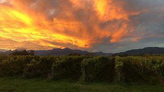 Dog Point Vineyard