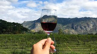 Weinprobe und Tour im Weingut PB Valley Khao Yai