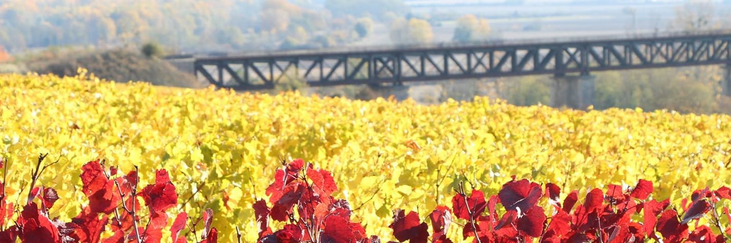 Vincent Grall Vigneron 9