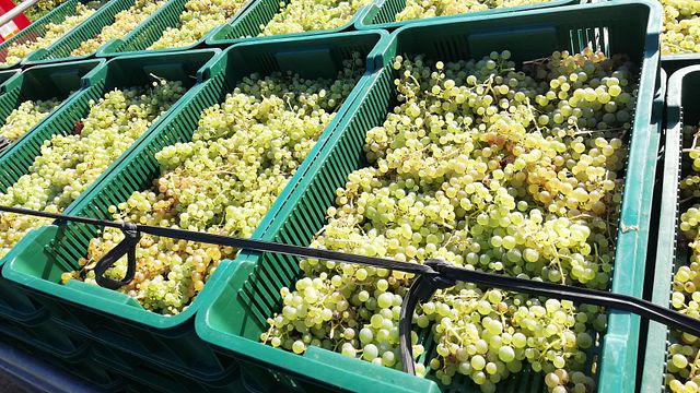 Mosel Vineyard Stroll & Wine Tasting at Stairs n’ Roses
