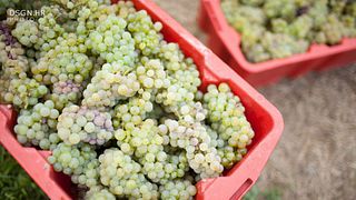 Vinarija Jagunić - A Gem in Croatian Uplands