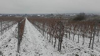 Vinprovning och rundtur på Crama Unu