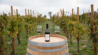 Promenade guidée et dégustation de vins gastronomiques