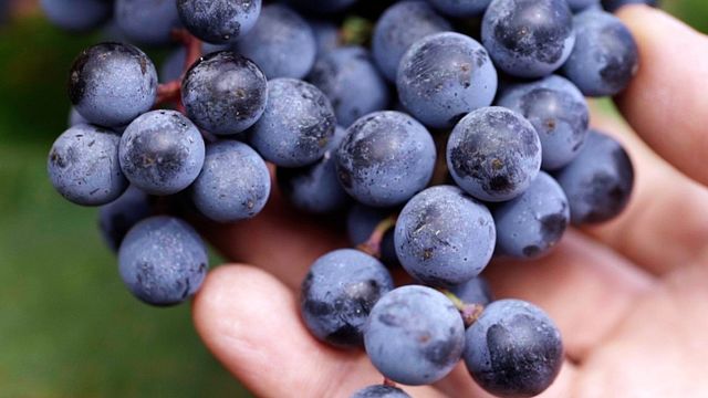 Emilia-Romagna Wine & Vineyard Tour at Cleto Chiarli