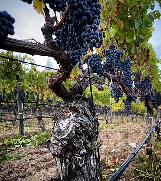 Jericho Canyon Vineyard