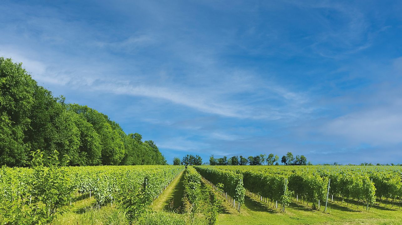 Le Carezze Organic Winery