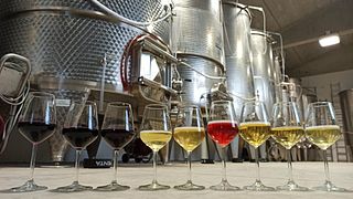 Visite guidate alla Cantina Zinzani
