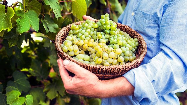 Degustazione di vini e tour presso Sertura Società Agricola