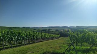 Vinprovning och middag på Weingut Paul D
