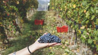 Dégustation et visite de vins populaires à la Cantine Bava
