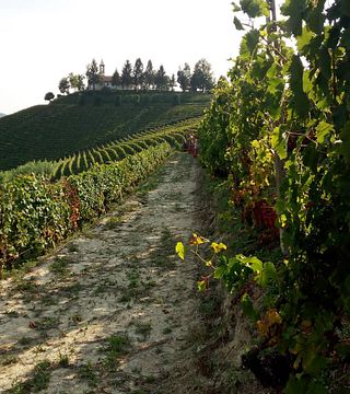 Dégustation de vins et visite des Poderi Roccanera