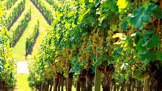 Degustazione di vini e tour presso la cantina Fischer
