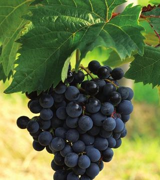 Vinska klet Vilij Bržan Marezige