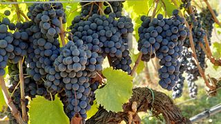 Tenuta Di Trecciano