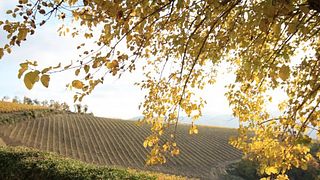 Fattoria di Montemaggio