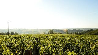 Cata de vinos y visita a Clos Cavenac