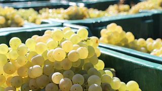 Cata de vinos en Pomario