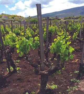 Tenuta di Castellaro Winery & Resort