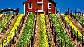 Optima Winery