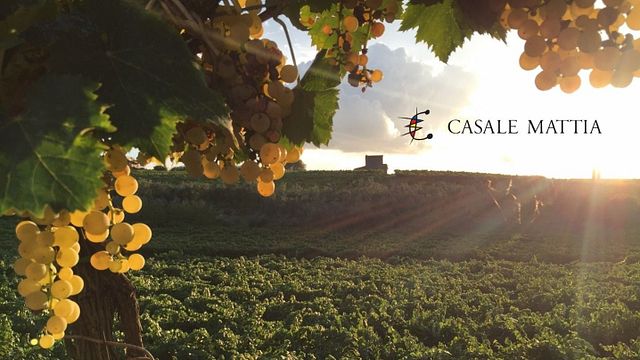 Dégustation de vins et visite à Casale Mattia