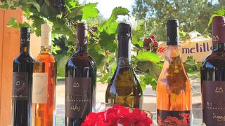 Dégustation de vins et visite à l'Azienda Agricola Melillo