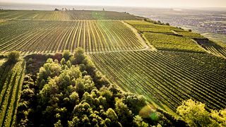 Lower Austria Vineyard & Cellar Wine Journey