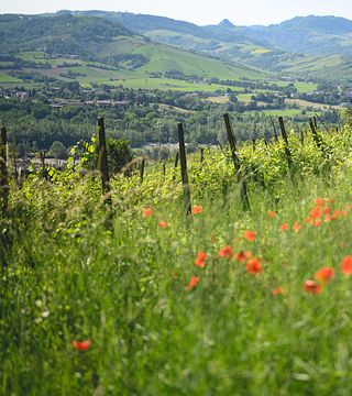 Spaziergang durch die Weinberge und geführte Weinprobe bei Oinoe La Città del Vino
