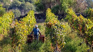 Degustação de vinhos e tour na Cantine Russo