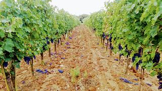 Weinprobe und Kellerführung bei Collemattoni