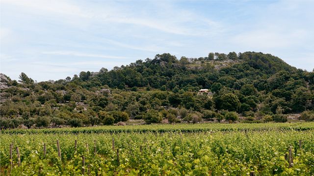 Führung und Verkostung von 3 PREMIUM-Weinen bei Vinyes Mortitx