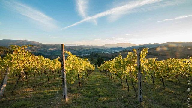 Taste Organic Marche Wines with Local Pairings