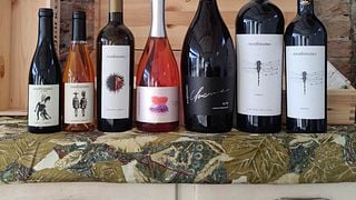Weinprobe und entspannender Spaziergang im Weinberg des Weinguts Annafrancesca - Klassisches Erlebnis