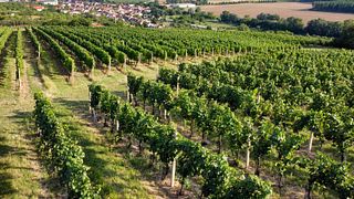 Dégustation rapide de vins dans la cave Válka