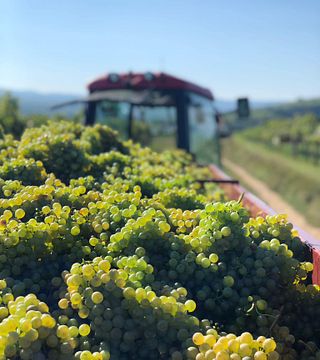 Weingut Helmut Maglock