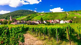 Alsace Wine Tour from Colmar: A full day Vineyard Exploration