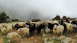 Explore as Montanhas Brancas de Creta