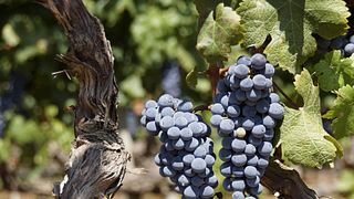 Bodegas Silvano Garcia