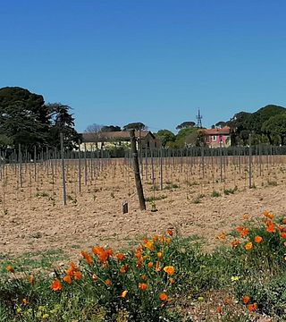 Cata de vinos y visita guiada al Château Beaubois