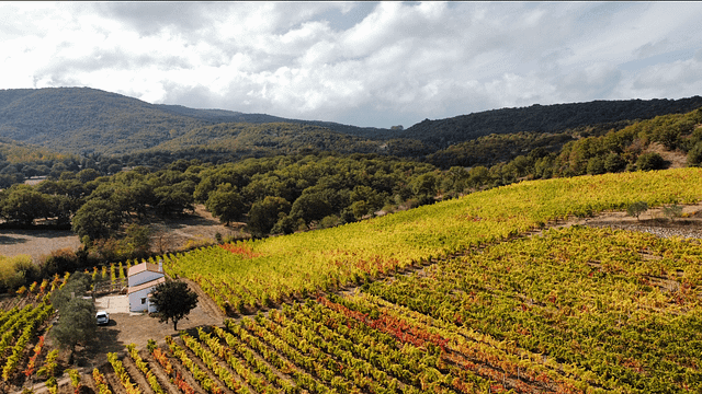 Expérience complète à la Cantina Giuseppe Sedilesu