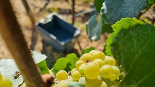 Dégustation de vins TOP5 et visite à Herdade Canal Caveira 