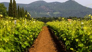 Terre Del Marchesato - Bolgheri