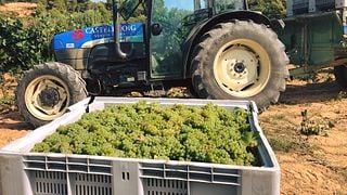 Visite de base et dégustation de vins à Sabaté I Coca